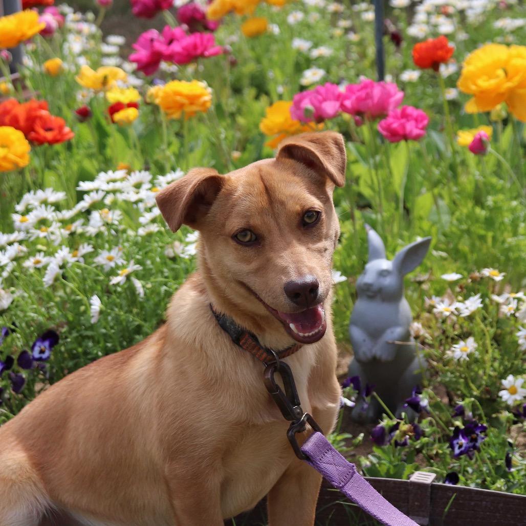 Pip, Adoptable, Young Male Chihuahua.