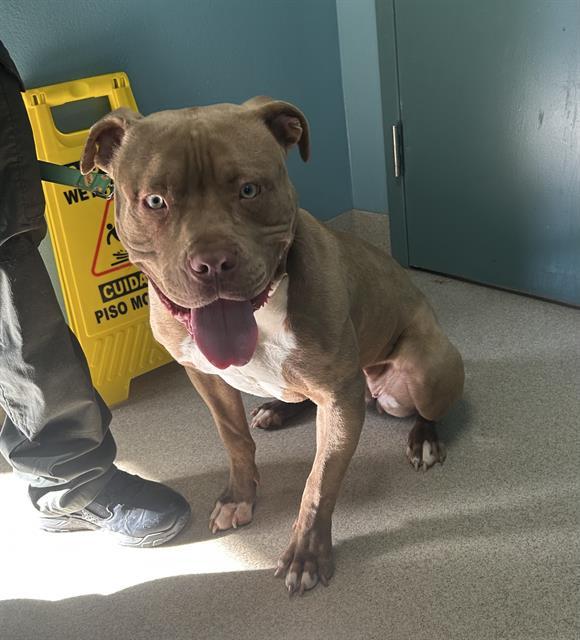 Enlarge BIANCA, a Adoptable mixed breed in Newton, NC image 1/1