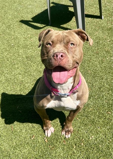 BIANCA, Adoptable, Adult Female Pit Bull Terrier & Mixed Breed.