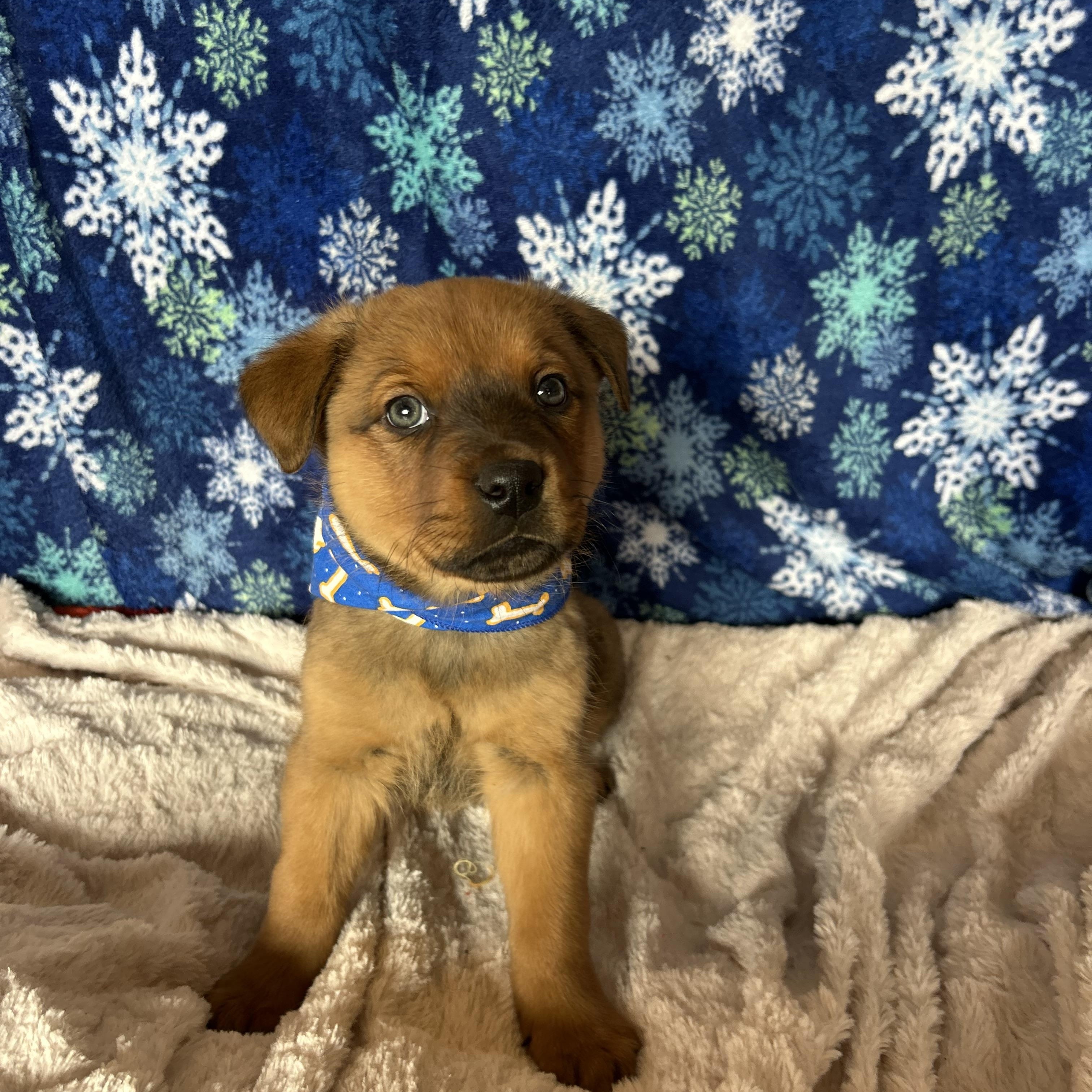 Brutus, Adoptable, Puppy Male Shepherd & Rottweiler.