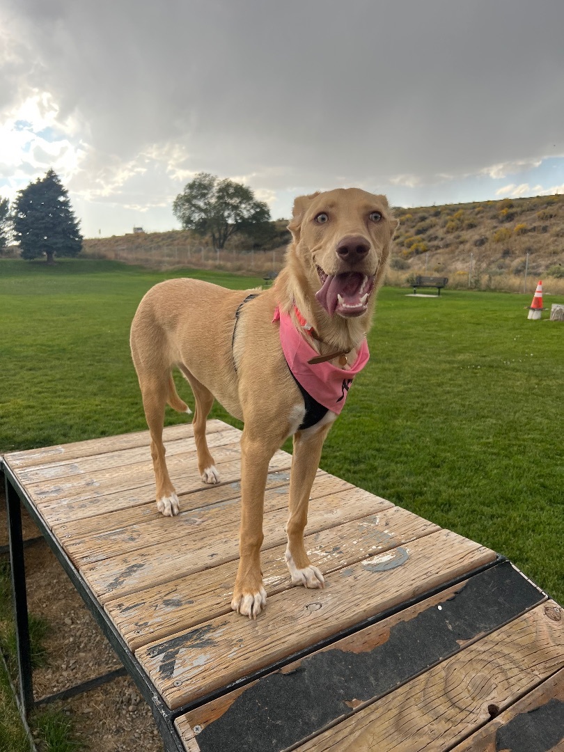 Sage, a Adopted mixed breed in Carlin, NV image 1/2