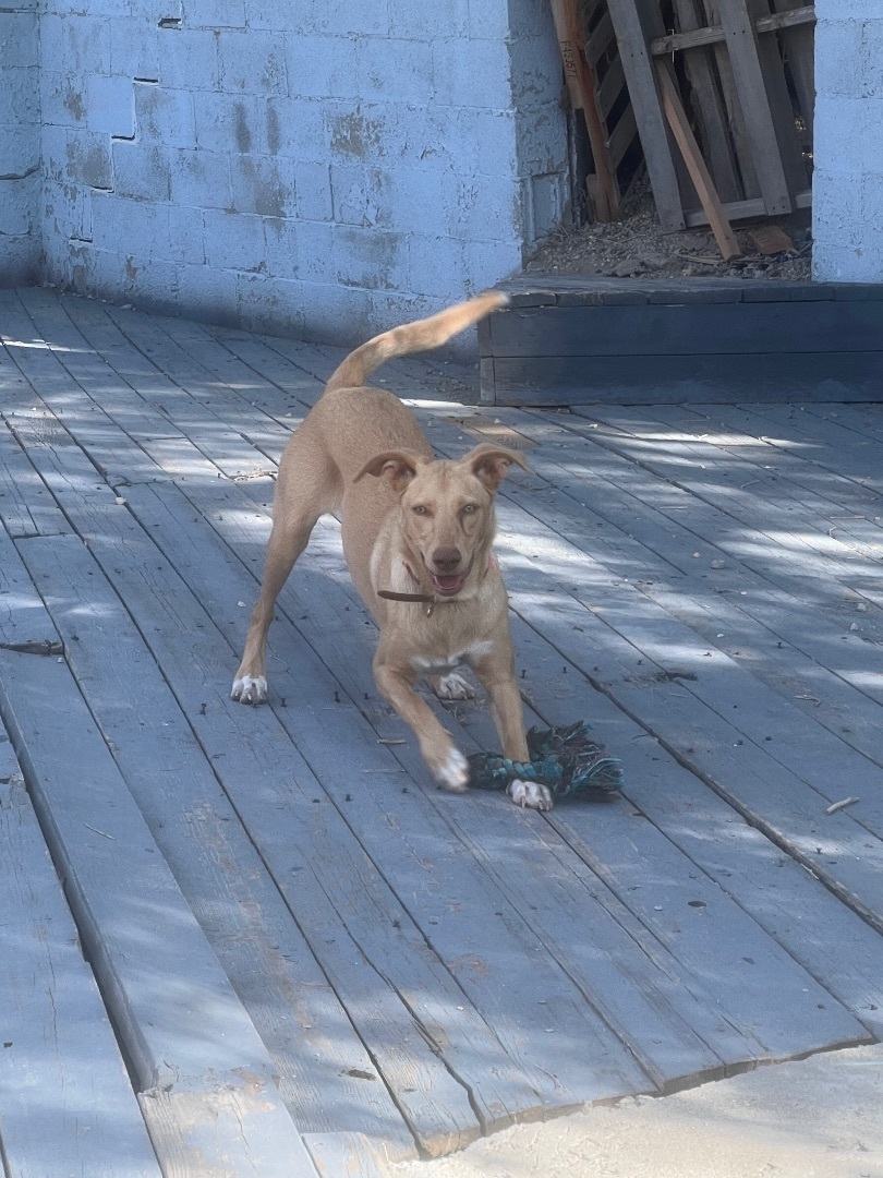 Sage, a Adopted mixed breed in Carlin, NV image 2/2