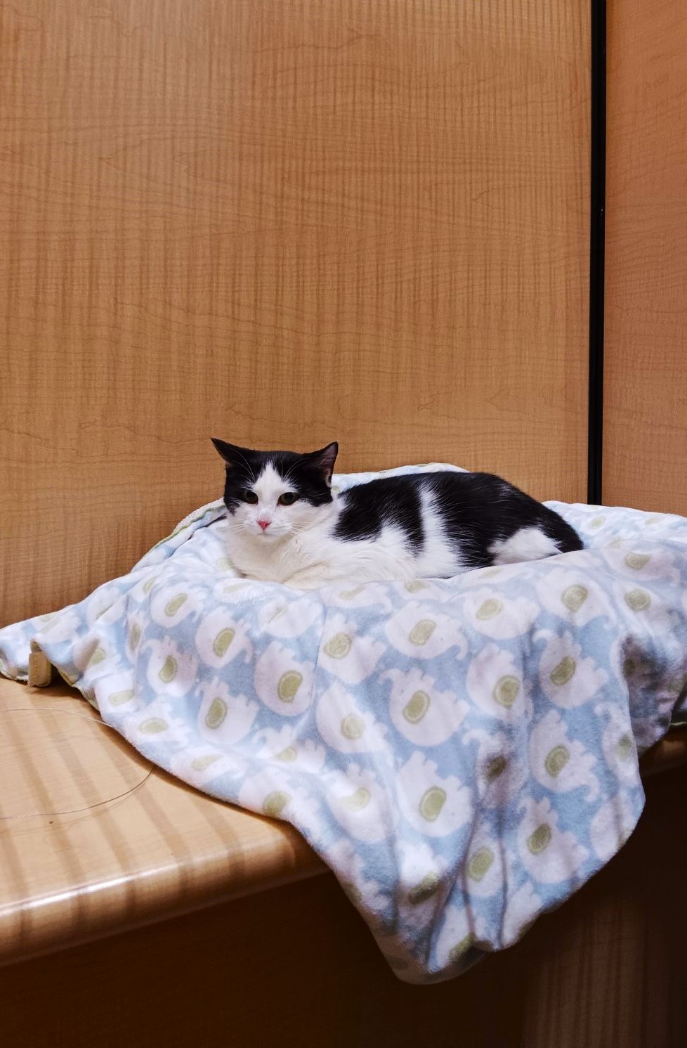 Outlaw, Adoptable, Young Male Domestic Short Hair.