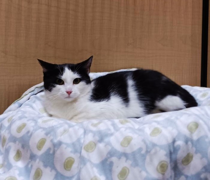 Outlaw, a Adoptable Domestic Short Hair in Taylor, MI image 2/2