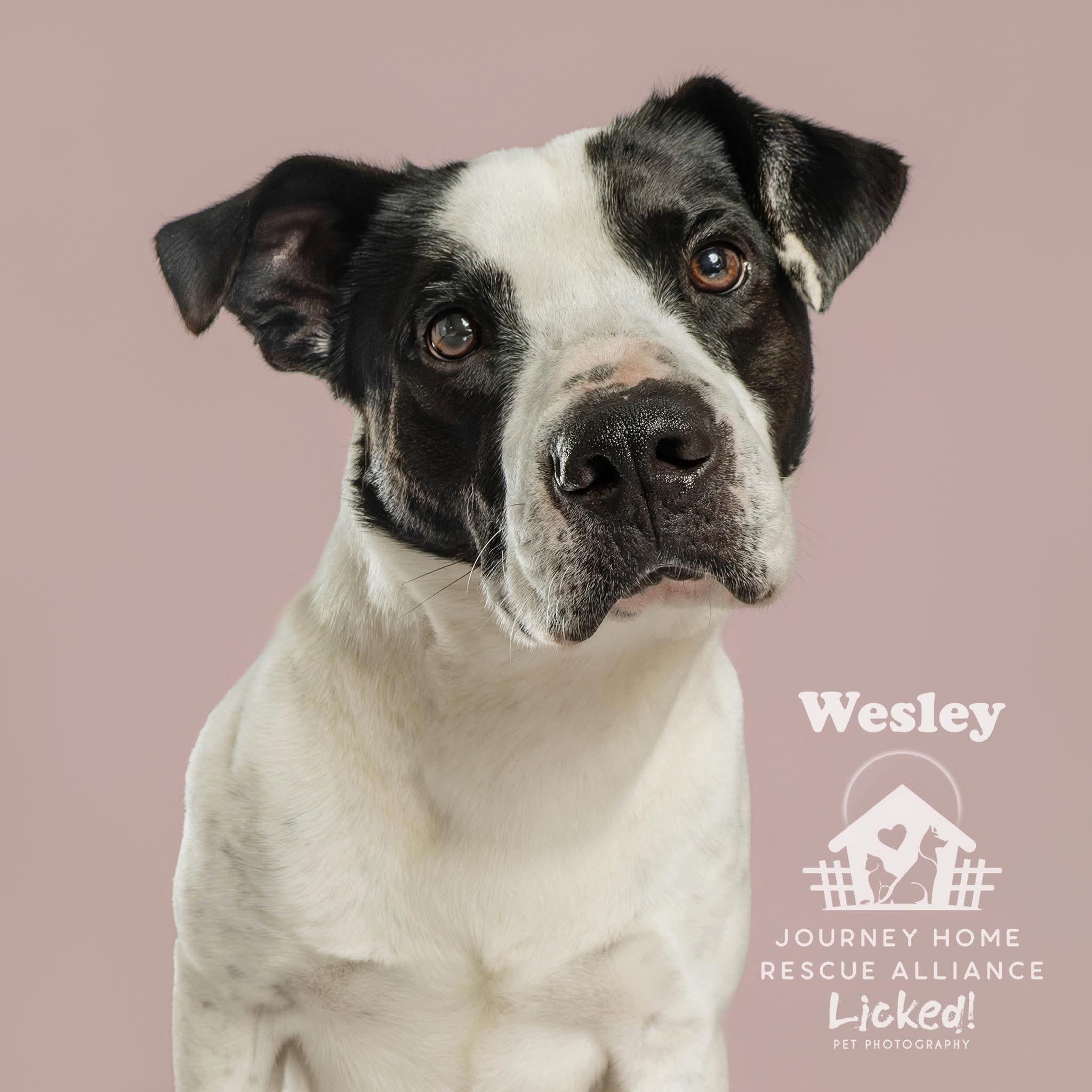 Wesley, Adoptable, Young Male Labrador Retriever.