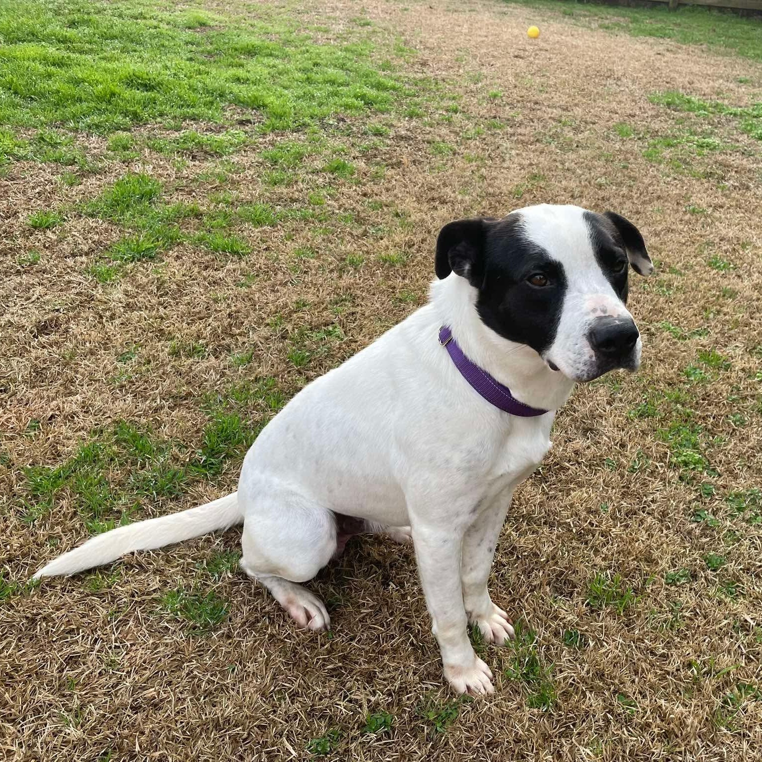 Wesley, Adoptable, Young Male Labrador Retriever.