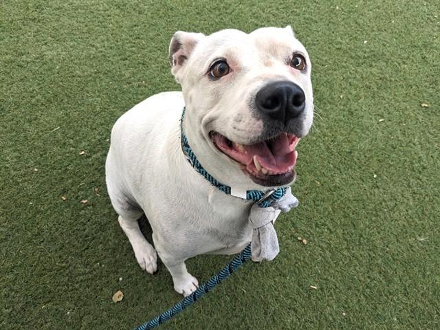Enlarge POLLY POCKET, a Adoptable American Bulldog in Phoenix, AZ image 1/1
