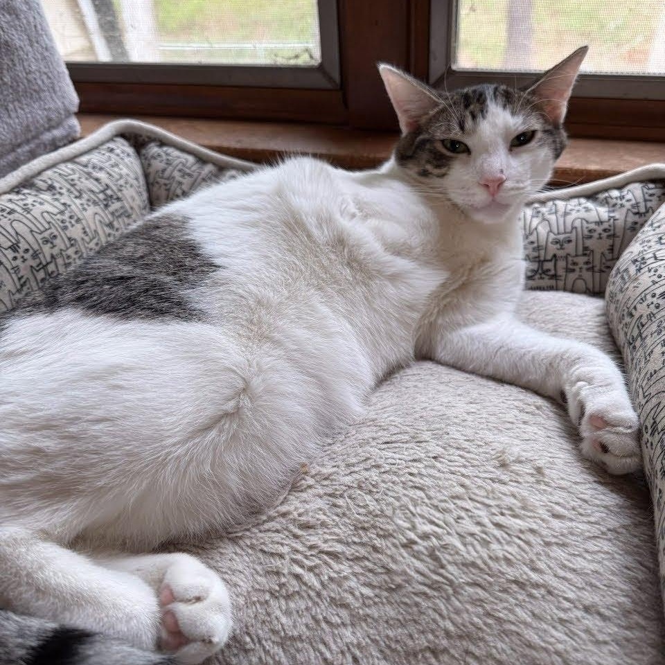 Enlarge Bunny, a Adoptable Domestic Short Hair in West Orange, NJ image 1/1