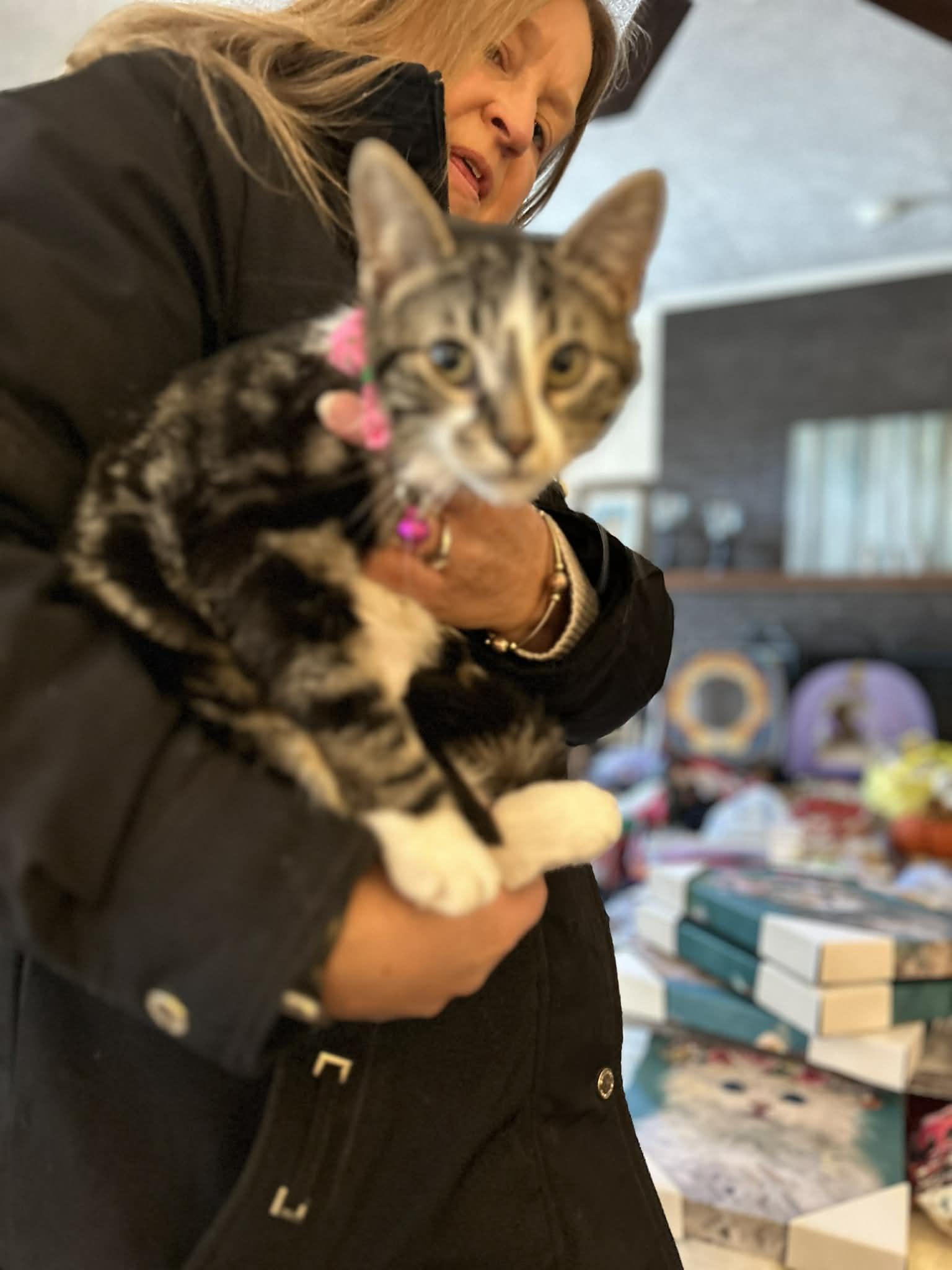 Daphne, a Adoptable Tabby in Beckley, WV image 2/2