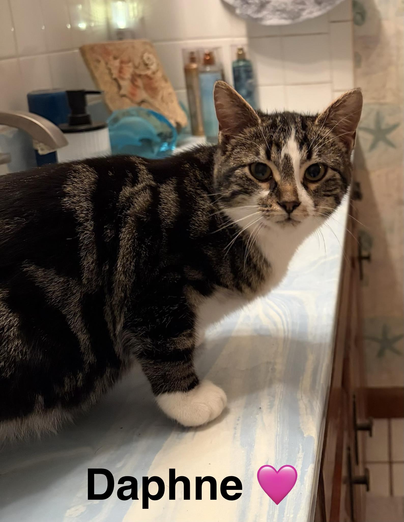 Daphne, Adoptable, Kitten Female Tabby.