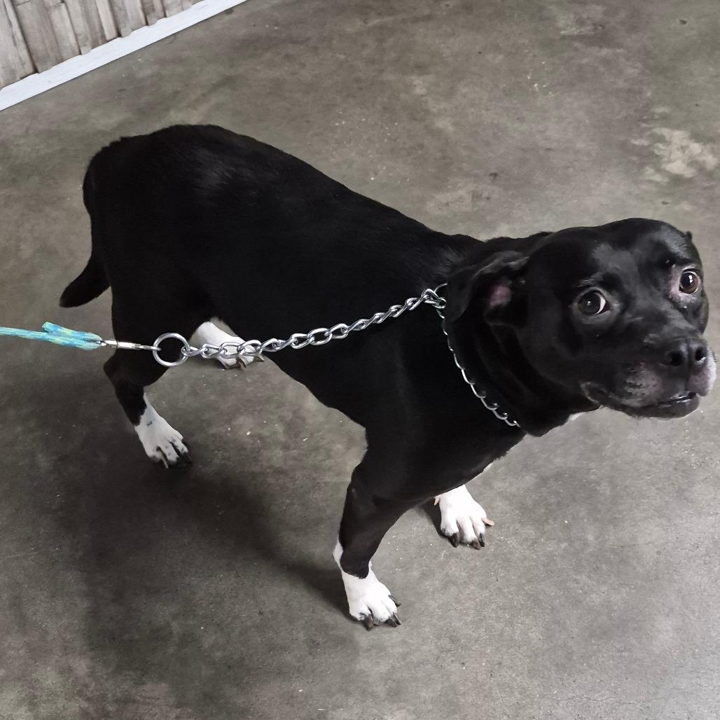 Enlarge Sofia, a Adoptable mixed breed in Tampa, FL image 1/3