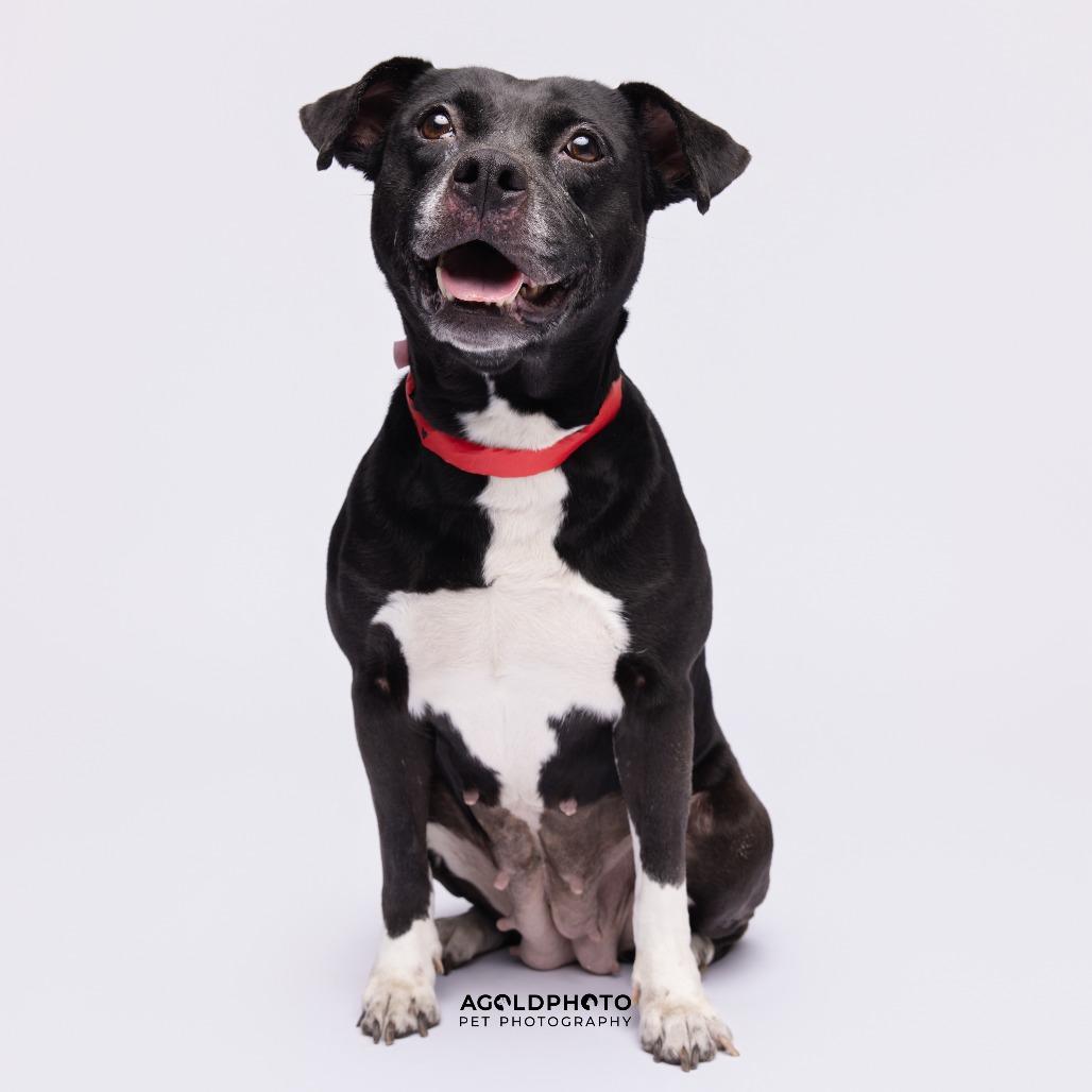 Enlarge Sofia, a Adoptable mixed breed in Tampa, FL image 2/3