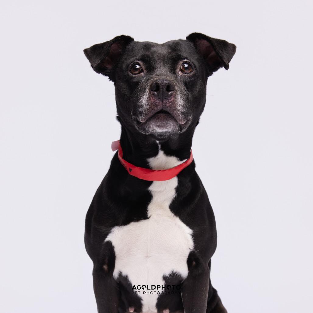 Enlarge Sofia, a Adoptable mixed breed in Tampa, FL image 3/3