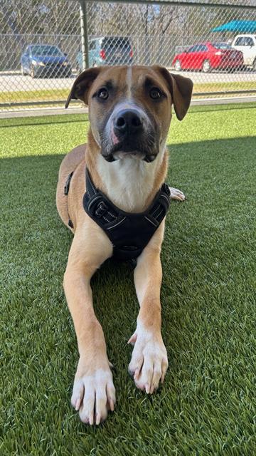 POT ROAST, Adoptable, Young Male Pit Bull Terrier.