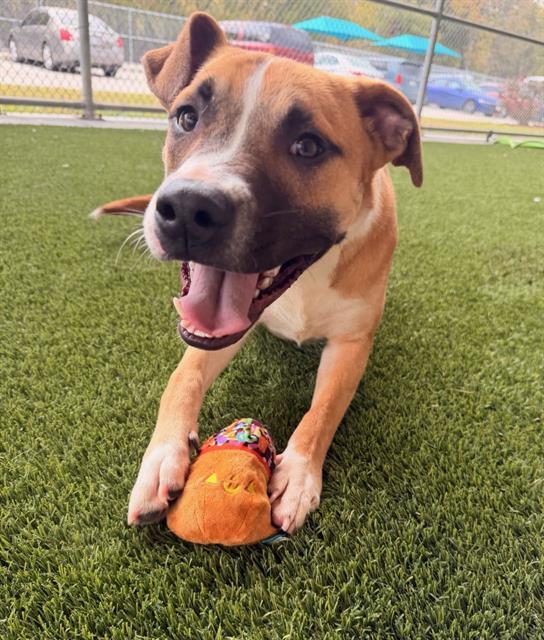 Enlarge POT ROAST, a Adoptable Pit Bull Terrier in Baytown, TX image 1/1