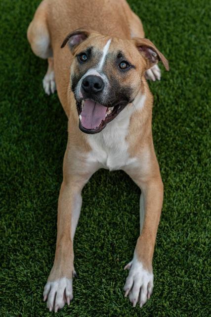 POT ROAST, Adoptable, Young Male Pit Bull Terrier.