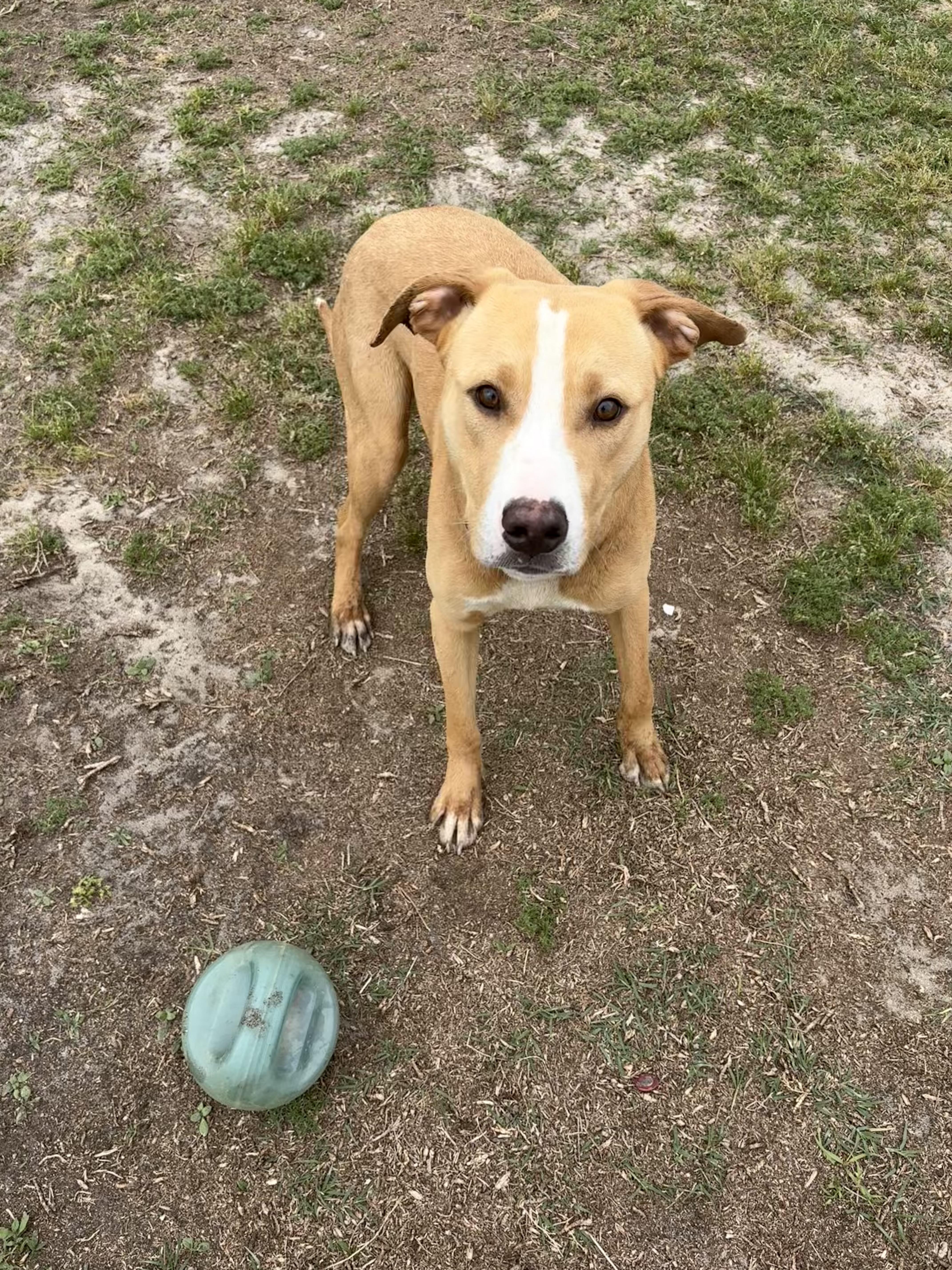 Enlarge Archie, a ADOPTABLE mixed breed in Valdosta, GA image 2/4