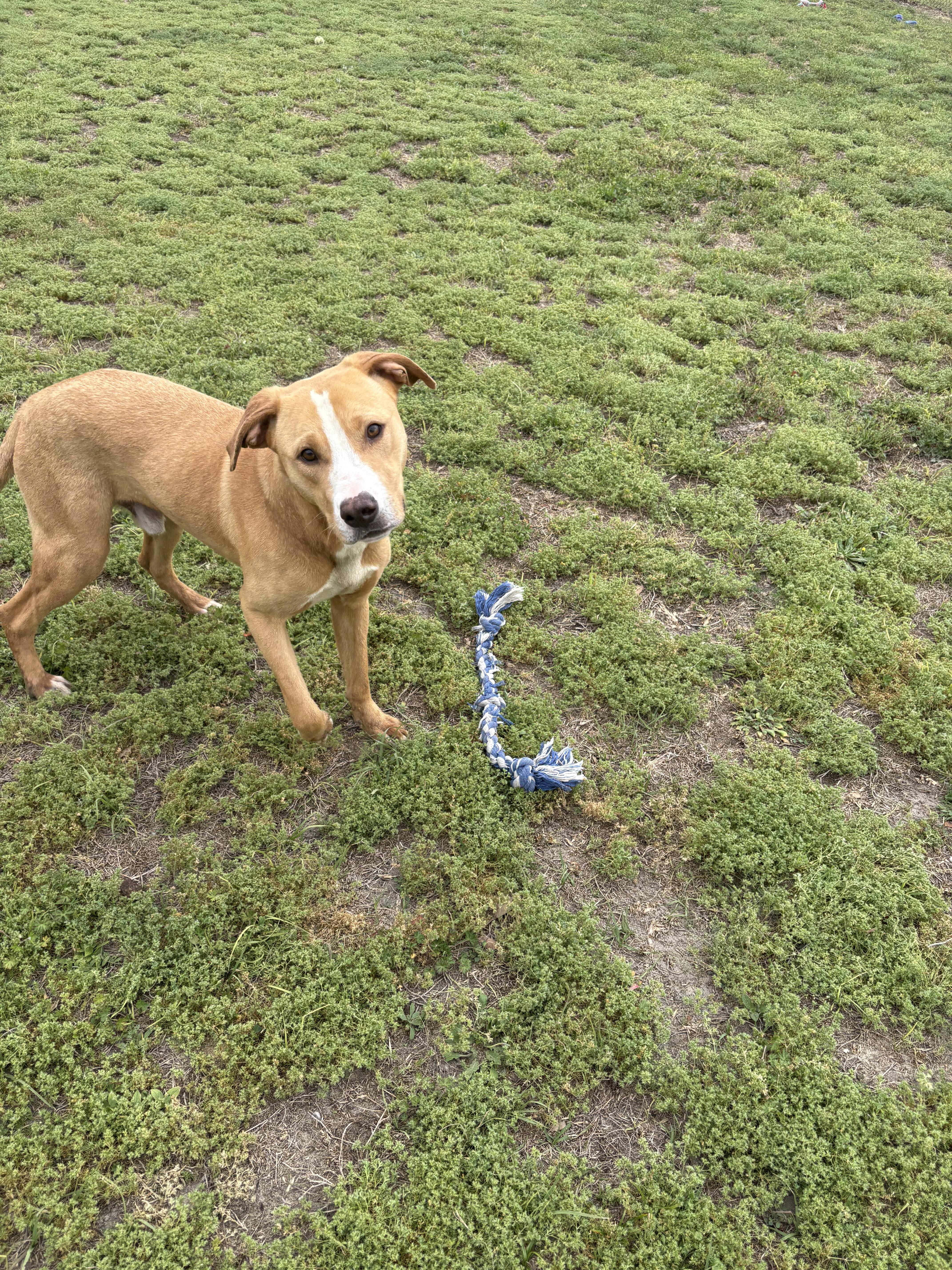 Enlarge Archie, a ADOPTABLE mixed breed in Valdosta, GA image 3/4