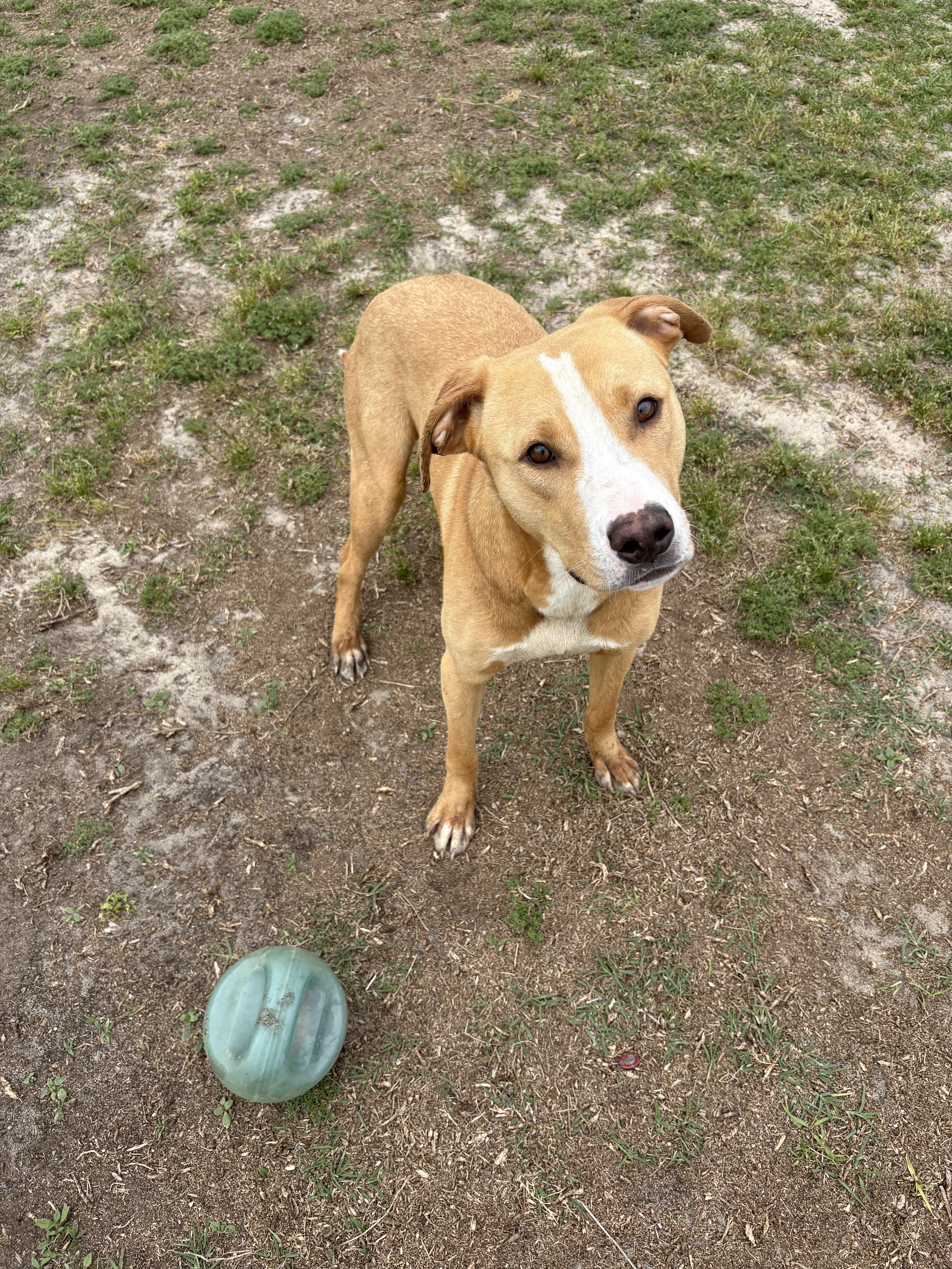 Enlarge Archie, a ADOPTABLE mixed breed in Valdosta, GA image 4/4