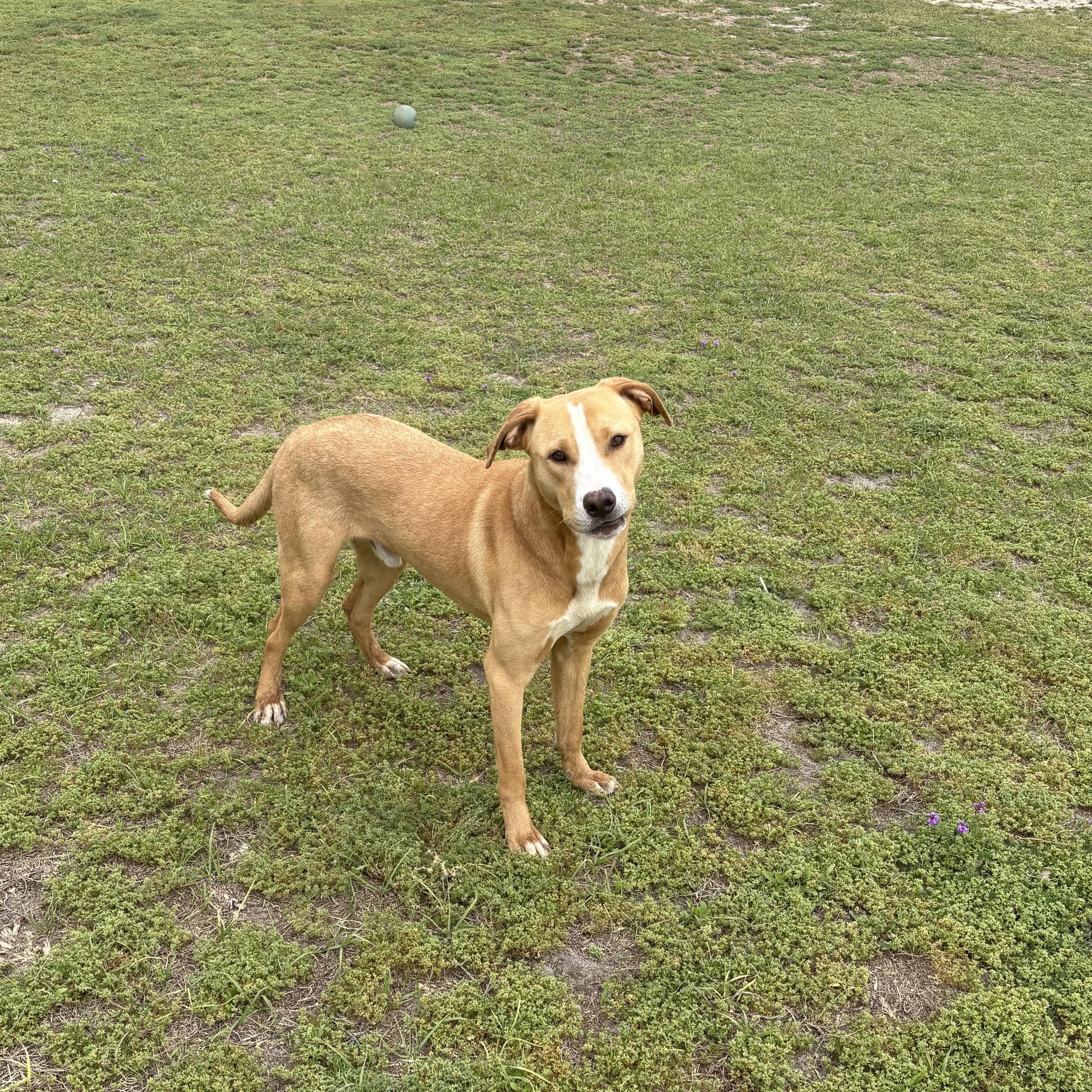 Enlarge Archie, a ADOPTABLE mixed breed in Valdosta, GA image 1/4