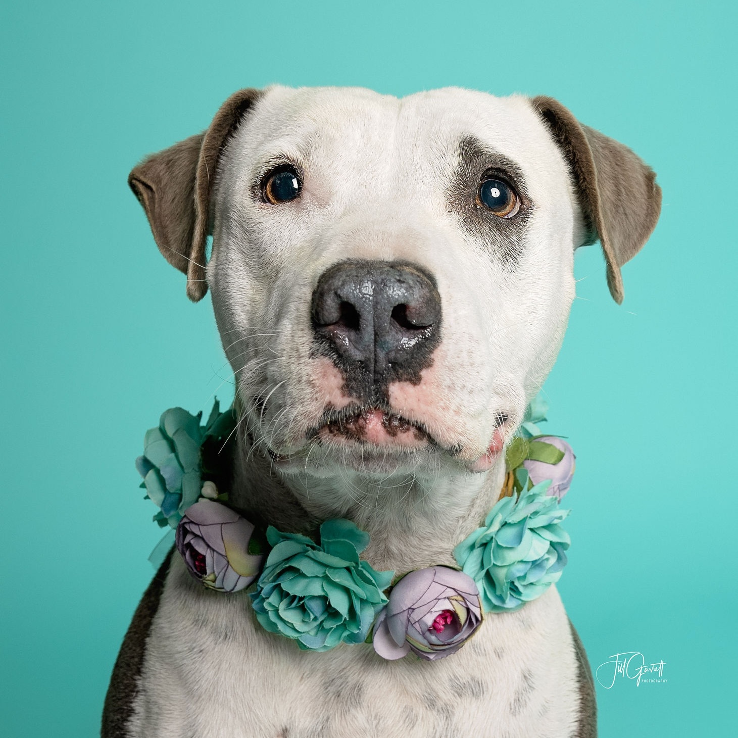 Claire, a Adoptable mixed breed in Houston, TX image 5/6