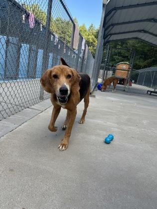Halftime, Adoptable, Adult Male Hound & Mixed Breed.
