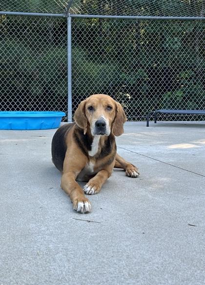 Halftime, a Adoptable mixed breed in King William, VA image 2/3