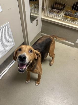 Halftime, a Adoptable mixed breed in King William, VA image 3/3