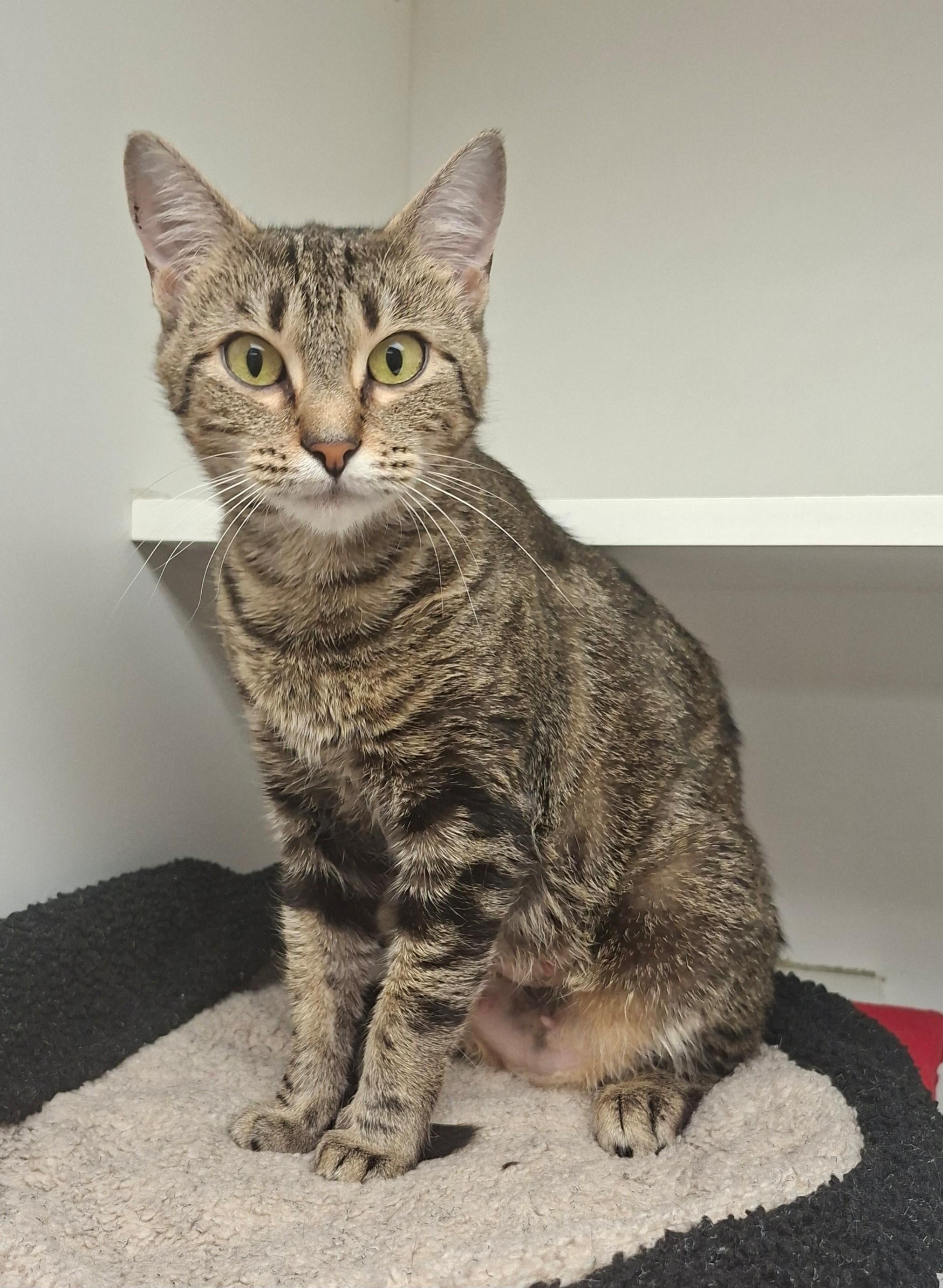 Erica May, a ADOPTABLE Domestic Short Hair in Wallingford, CT image 1/2