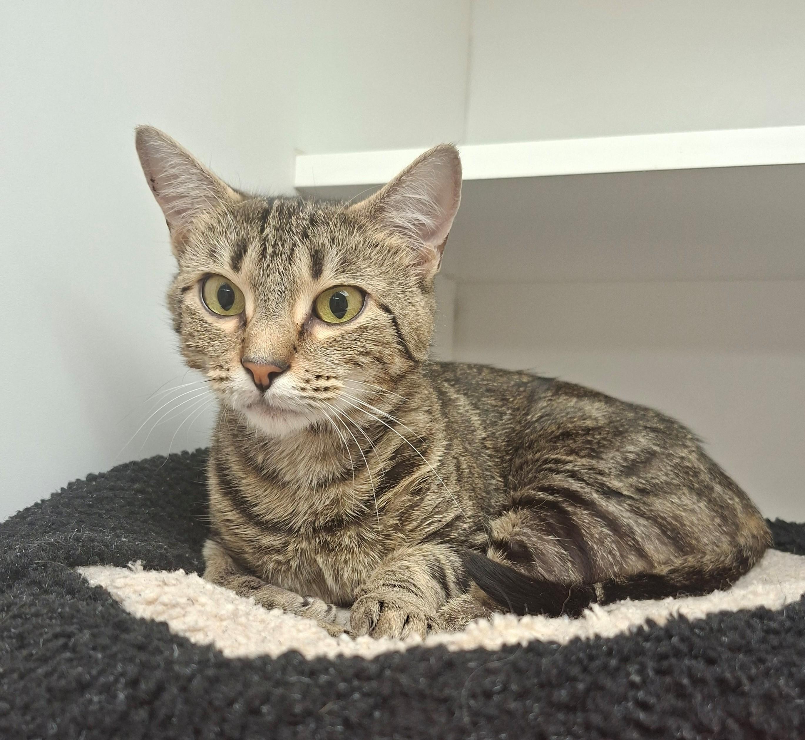 Erica May, a ADOPTABLE Domestic Short Hair in Wallingford, CT image 2/2