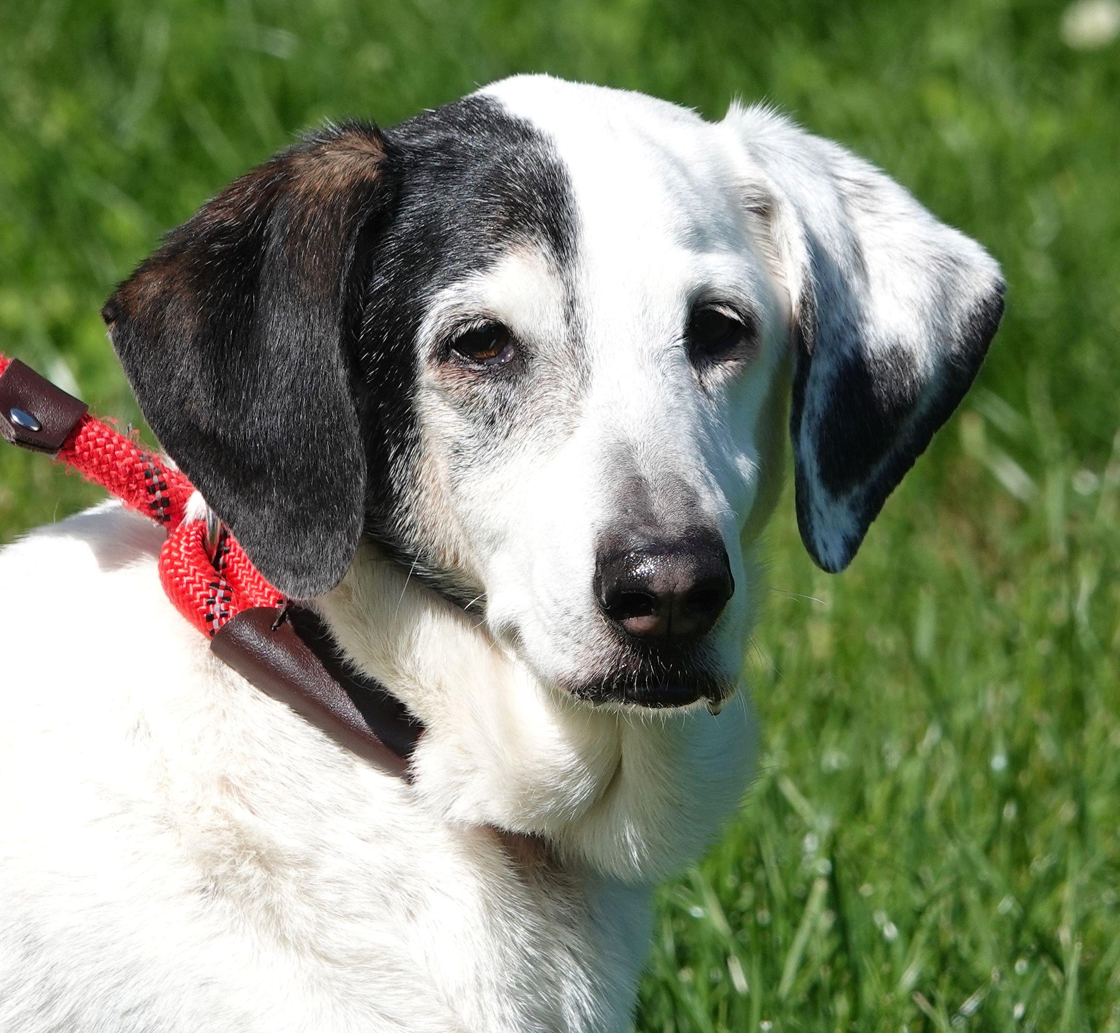 Enlarge Sparrow - CLAIMED BY OWNER, an adopted mixed breed in Millfield, OH image 1/3