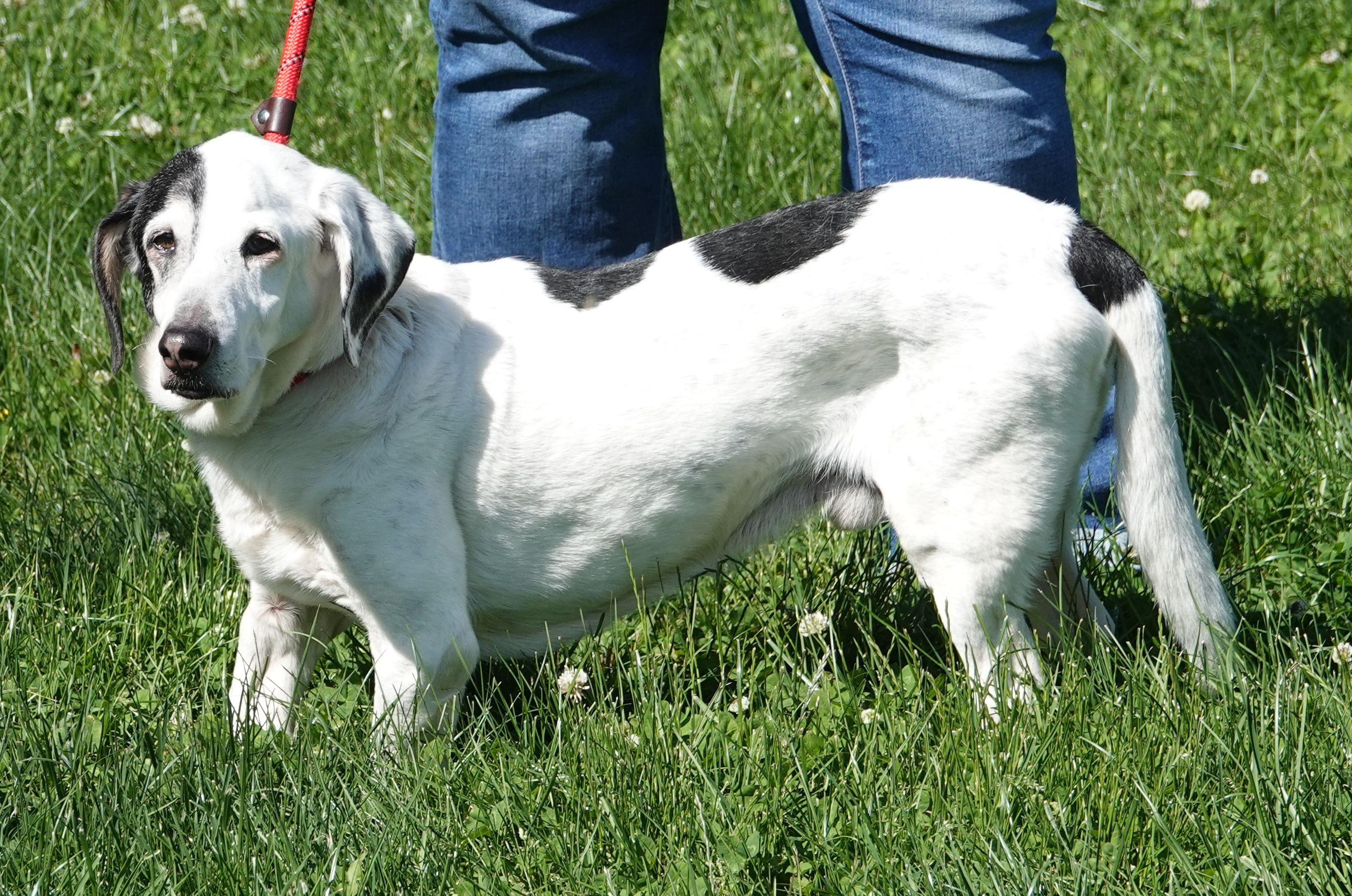 Enlarge Sparrow - CLAIMED BY OWNER, an adopted mixed breed in Millfield, OH image 3/3