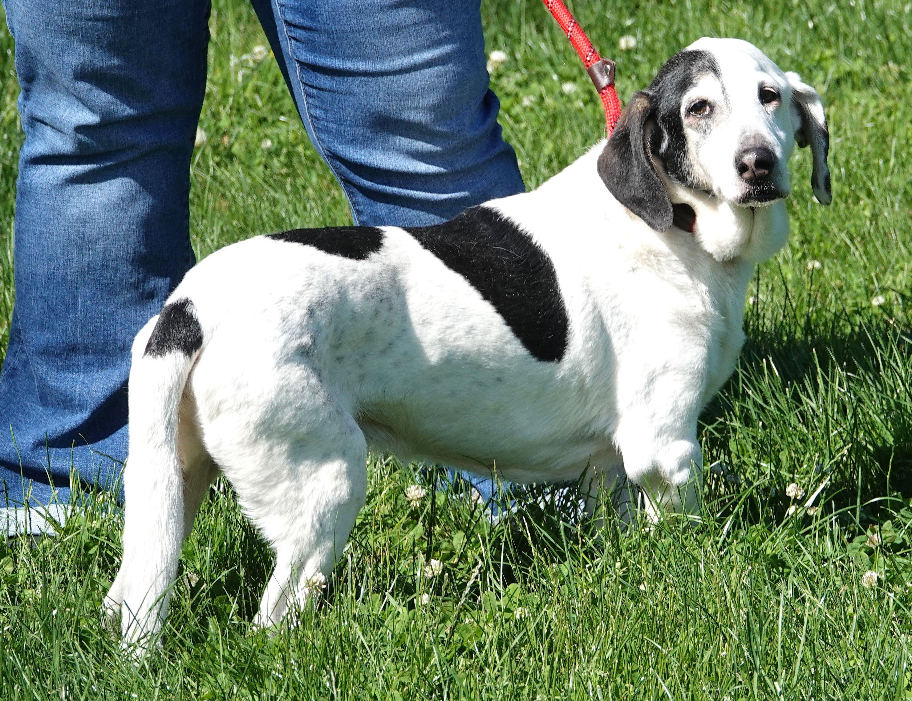 Enlarge Sparrow - CLAIMED BY OWNER, an adopted mixed breed in Millfield, OH image 2/3