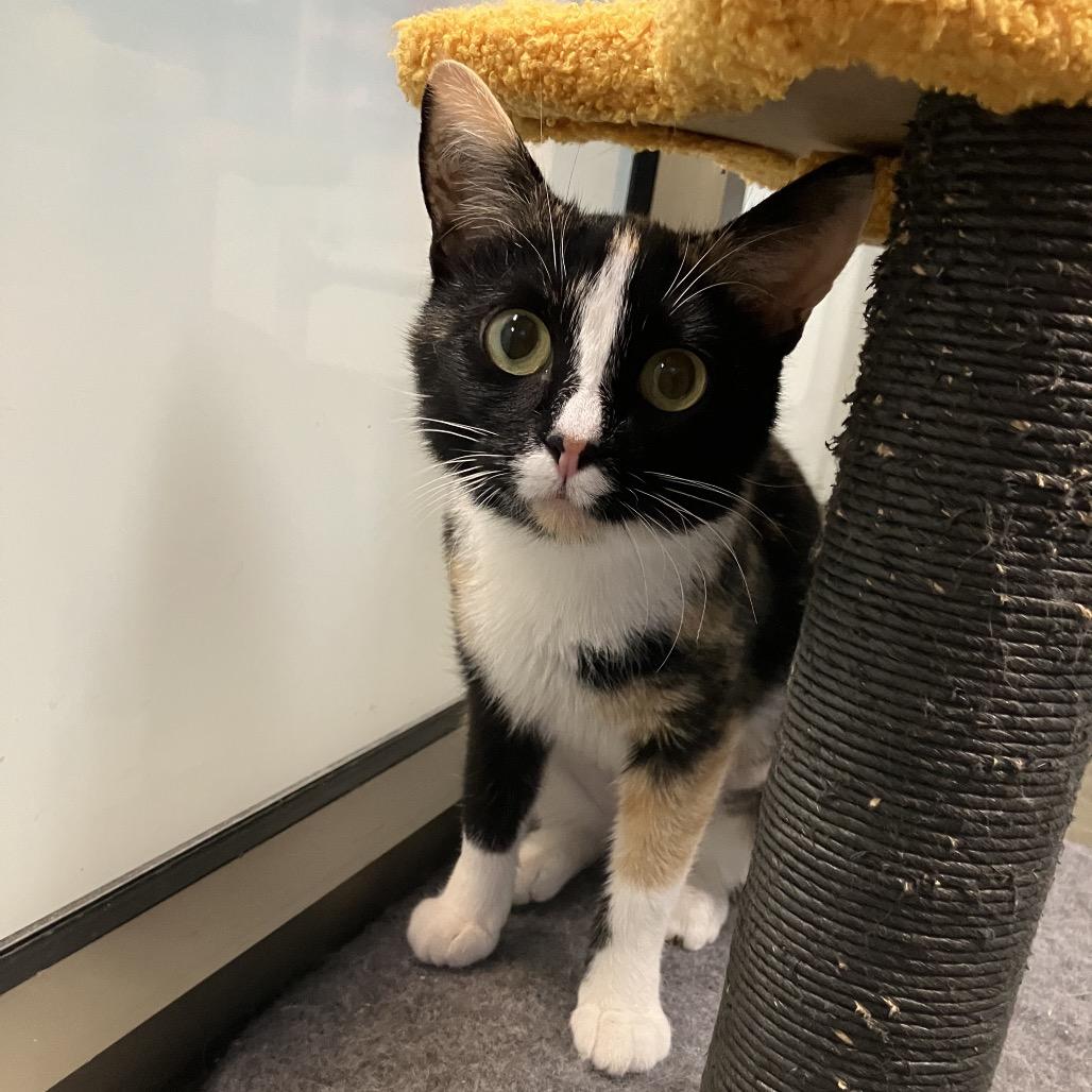 Caffeine Overdose, Adoptable, Young Female Domestic Short Hair.