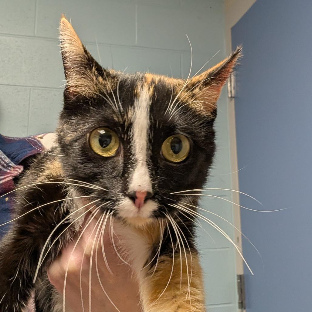 Enlarge Caffeine Overdose, a Adoptable Domestic Short Hair in DeKalb, IL image 2/3