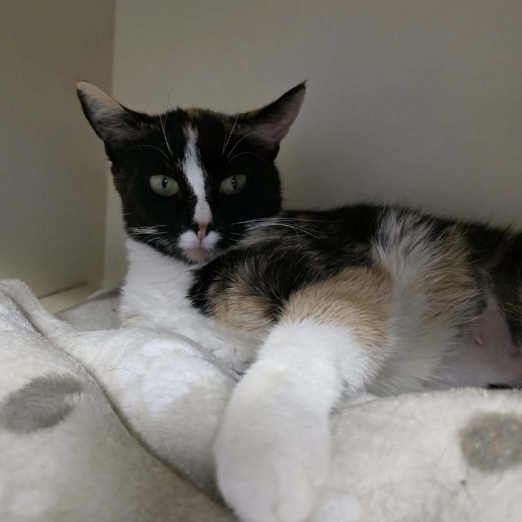 Enlarge Caffeine Overdose, a Adoptable Domestic Short Hair in DeKalb, IL image 3/3