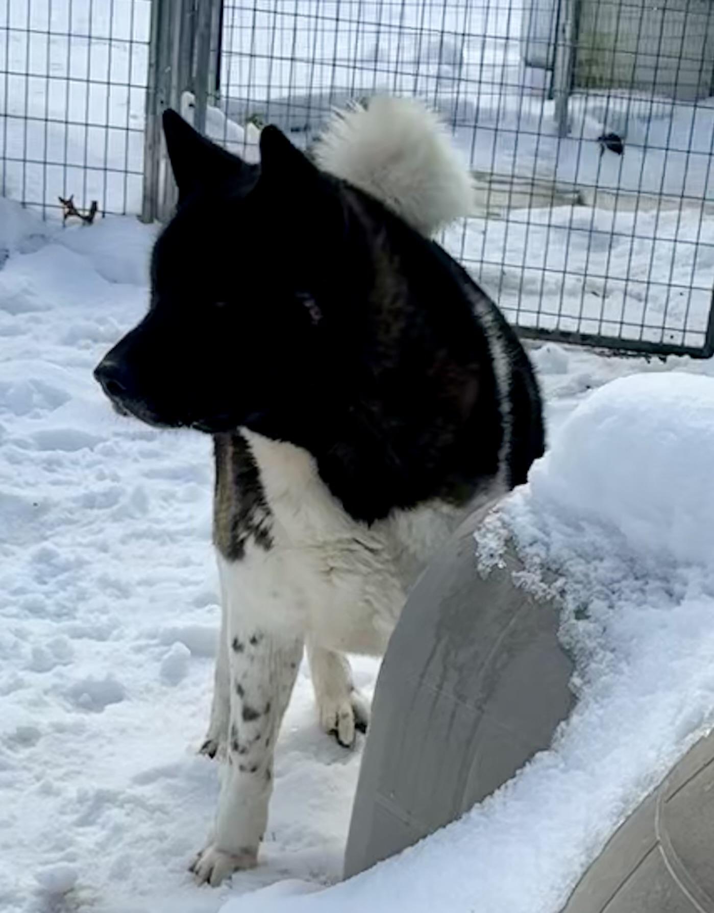 Enlarge Romeo, a Adoptable Akita in Toms River, NJ image 6/6