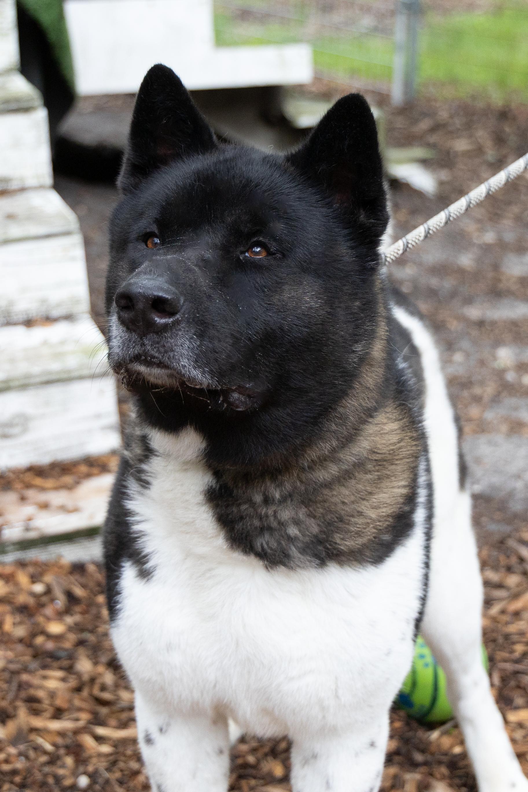 Enlarge Romeo, a Adoptable Akita in Toms River, NJ image 1/6