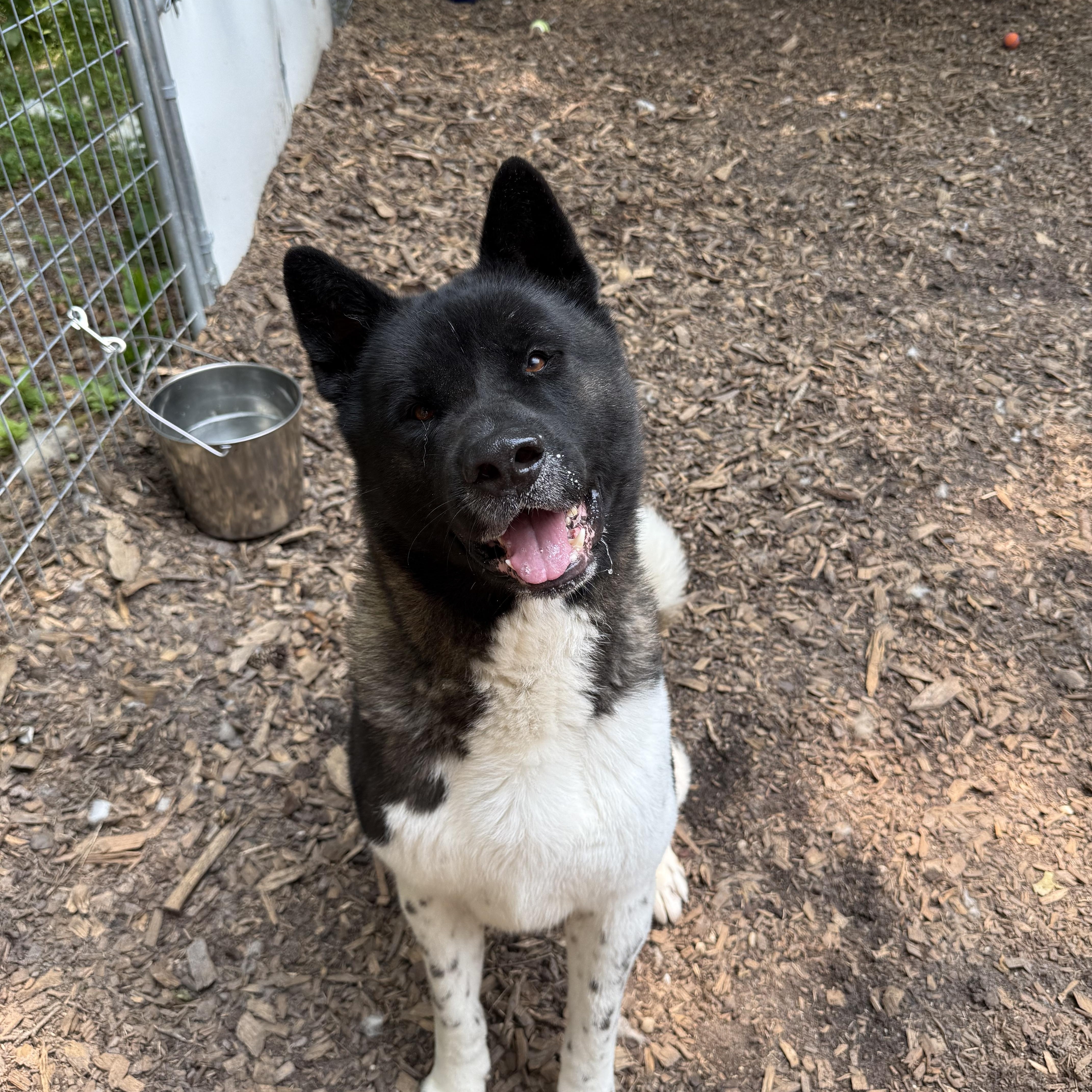 Enlarge Romeo, a Adoptable Akita in Toms River, NJ image 5/6
