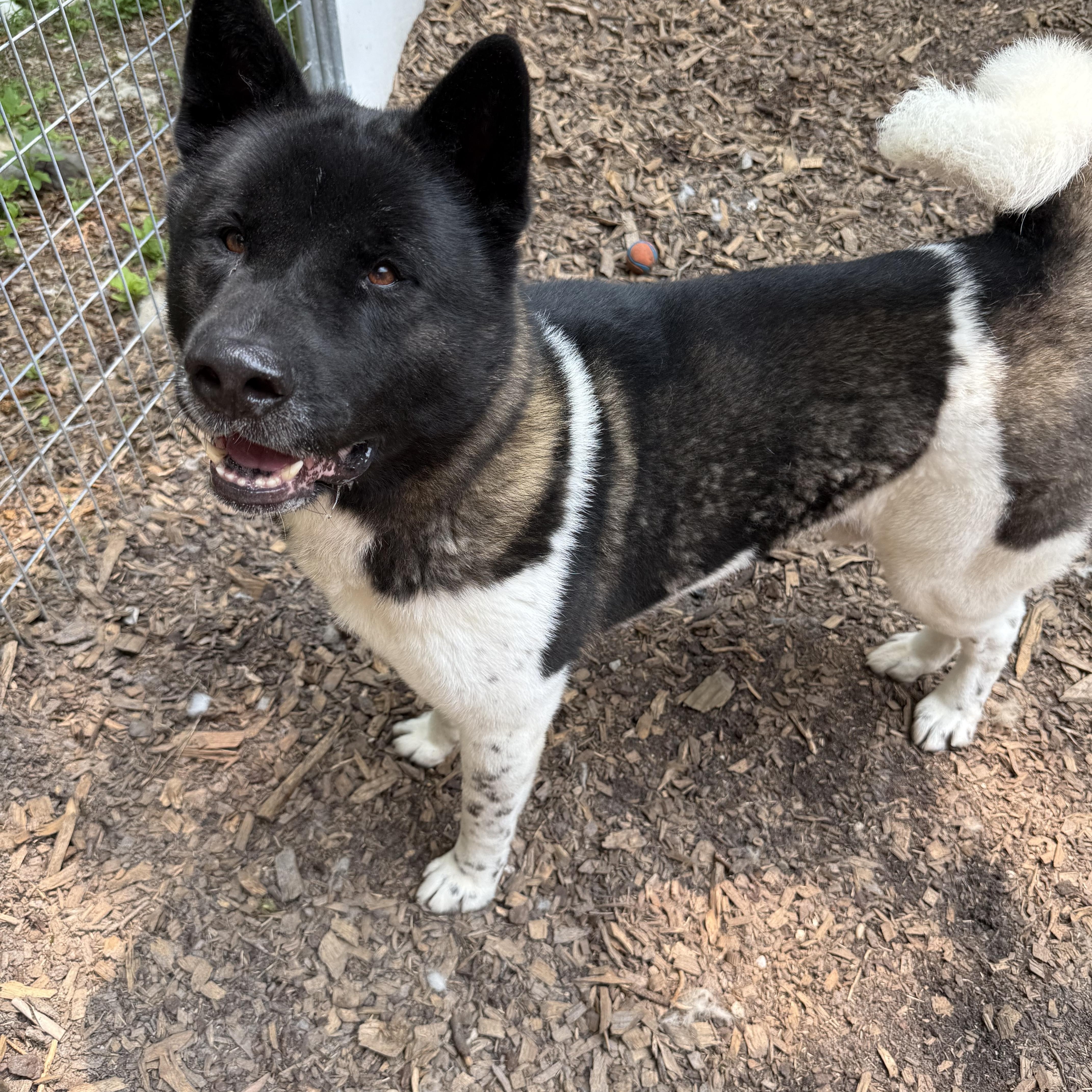 Enlarge Romeo, a Adoptable Akita in Toms River, NJ image 6/6