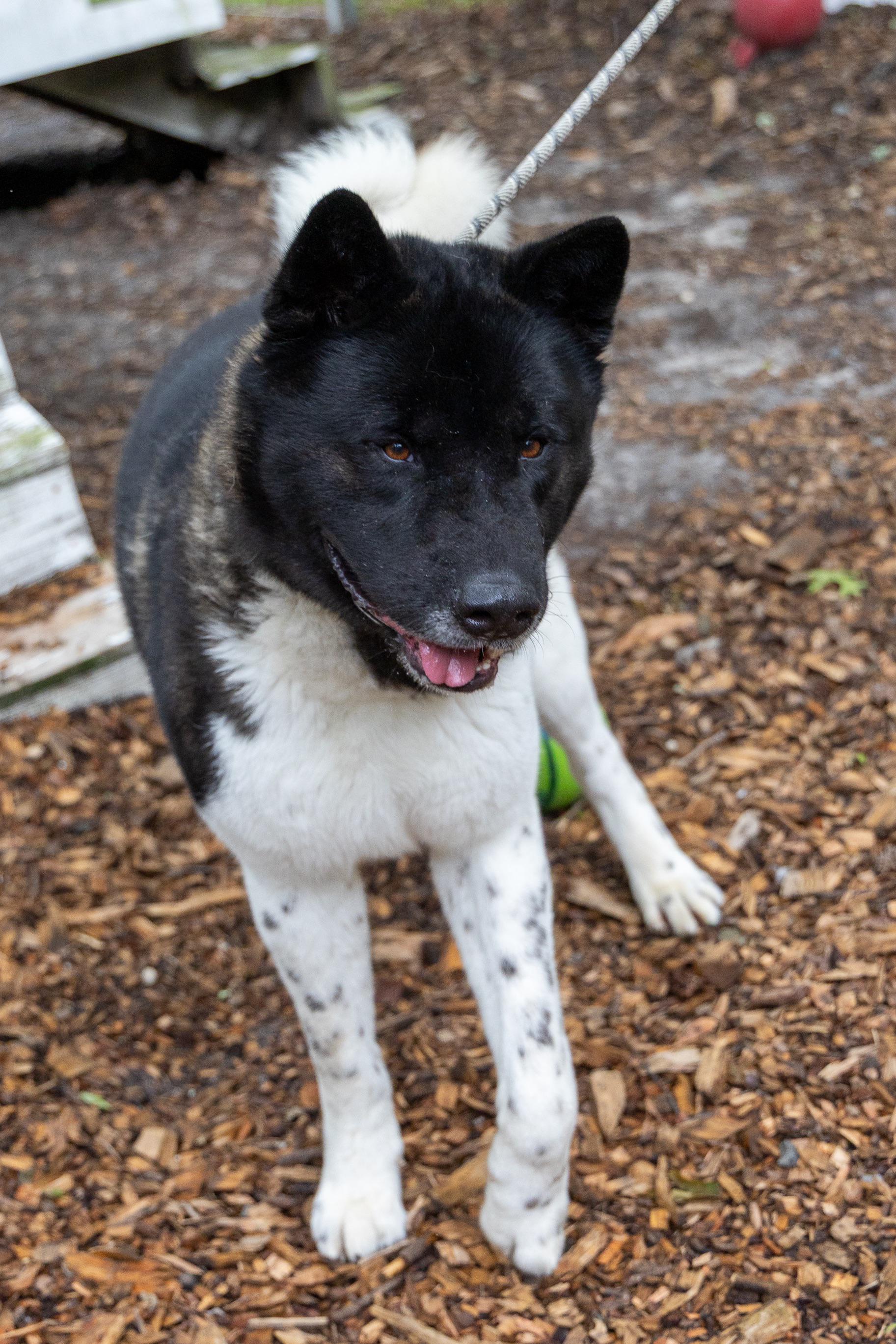 Enlarge Romeo, a Adoptable Akita in Toms River, NJ image 2/6