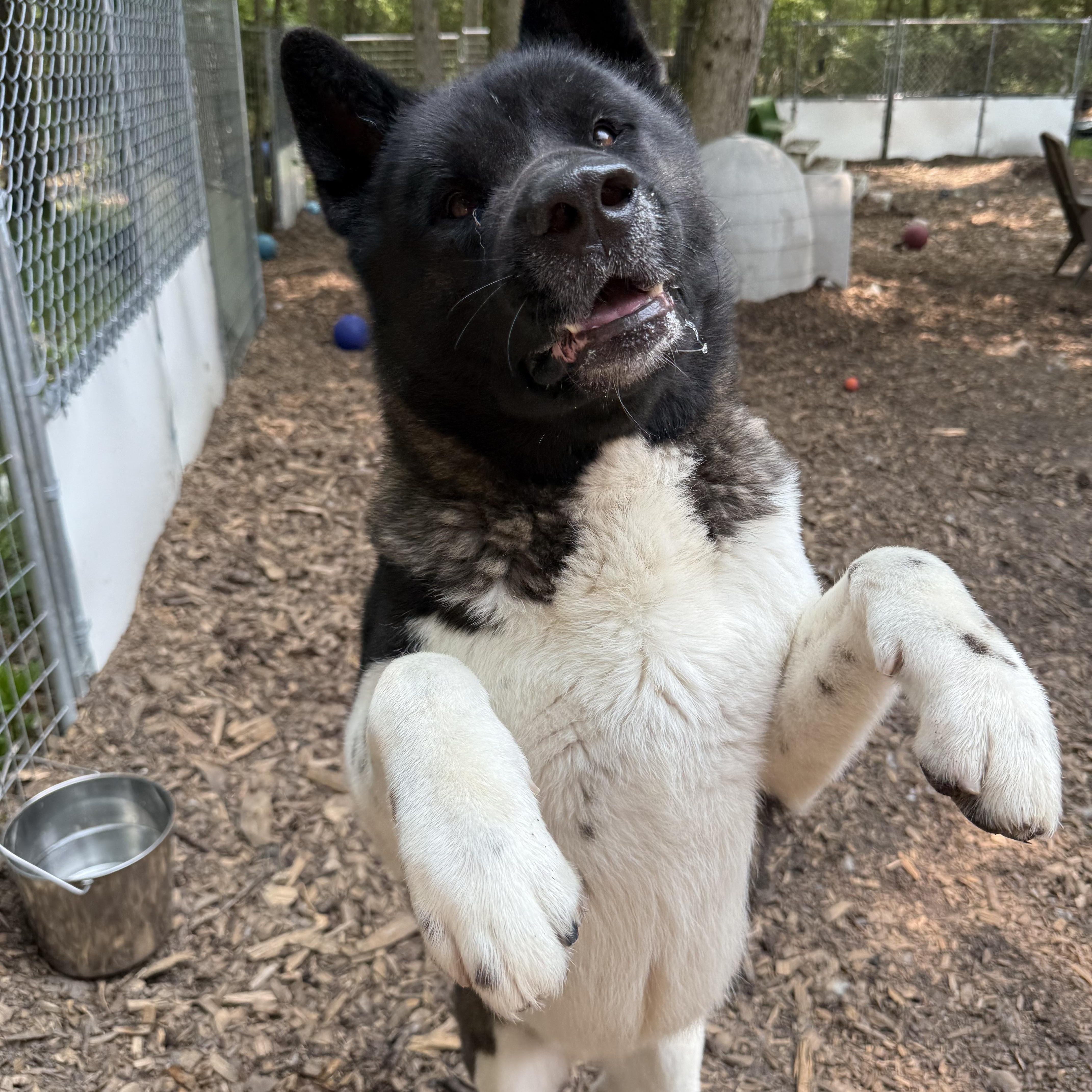 Enlarge Romeo, a Adoptable Akita in Toms River, NJ image 4/6