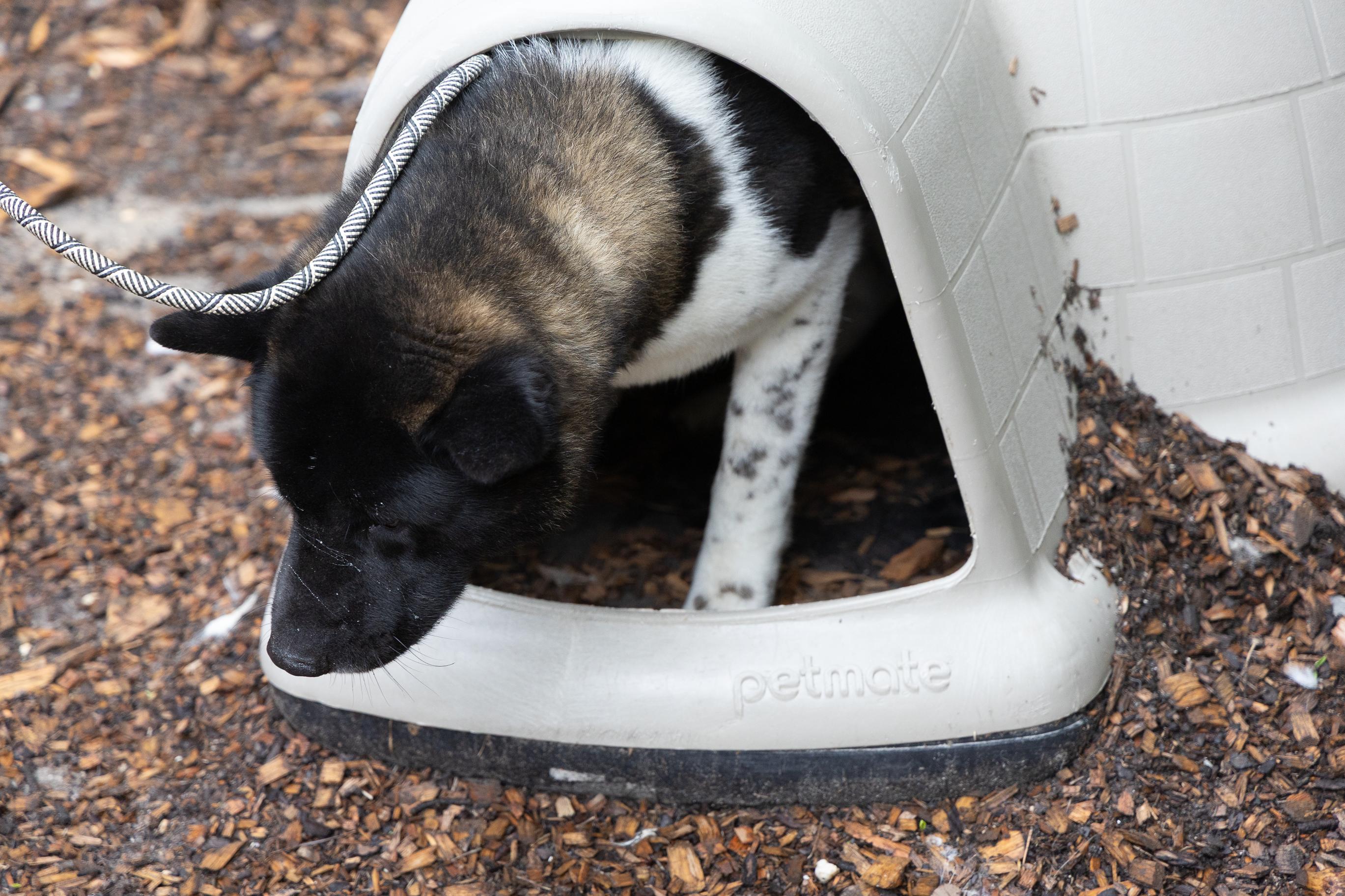 Enlarge Romeo, a Adoptable Akita in Toms River, NJ image 3/6
