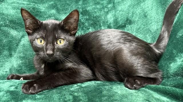 Mork, Adoptable, Young Male Domestic Short Hair.