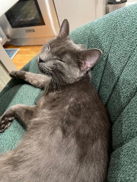 Baloo, Adoptable, Adult Female Domestic Short Hair.