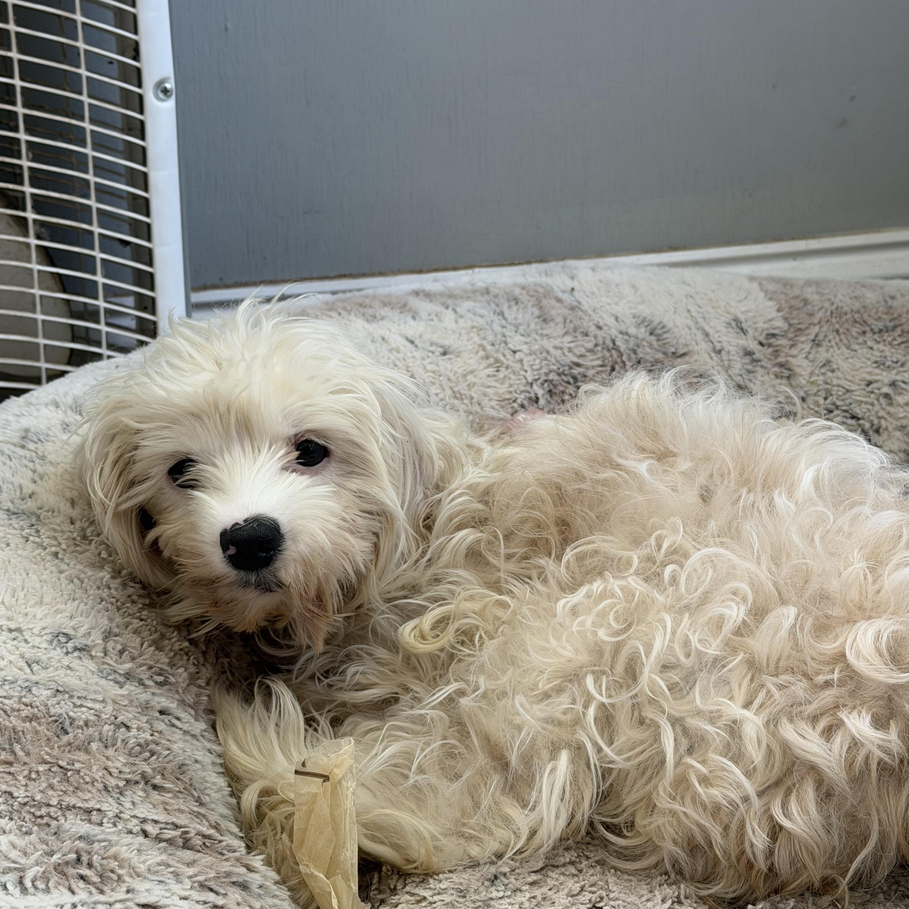 Enlarge Primrose, a ADOPTABLE Cockapoo in Sequatchie, TN image 3/5