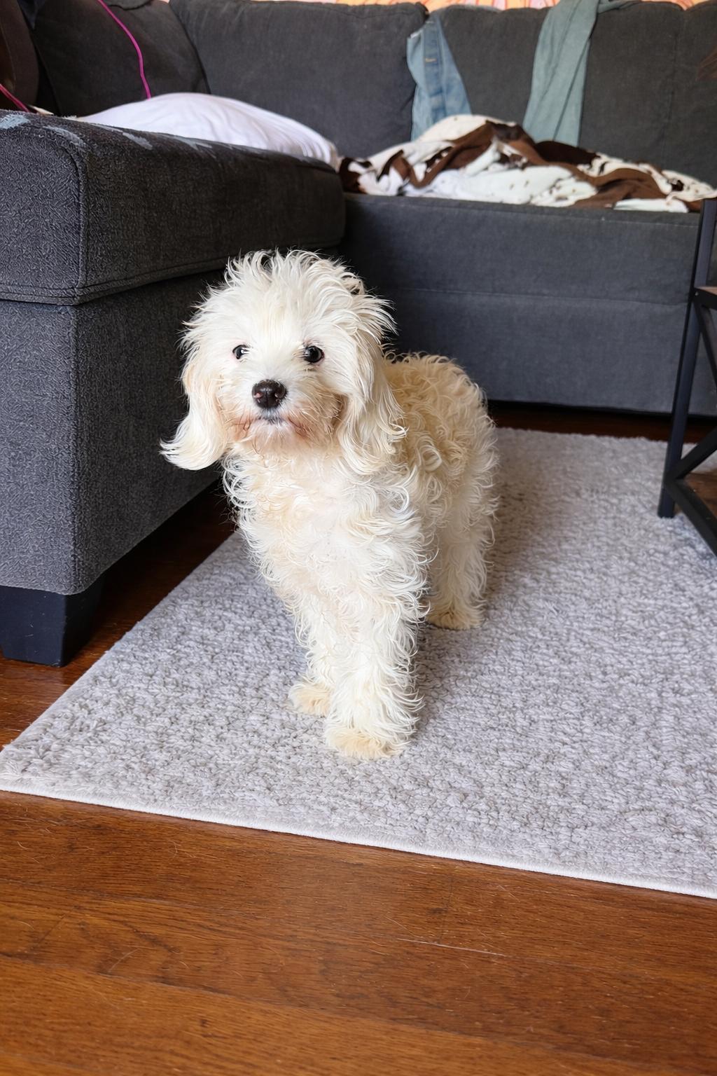 Primrose, ADOPTABLE, Young Female Cockapoo.