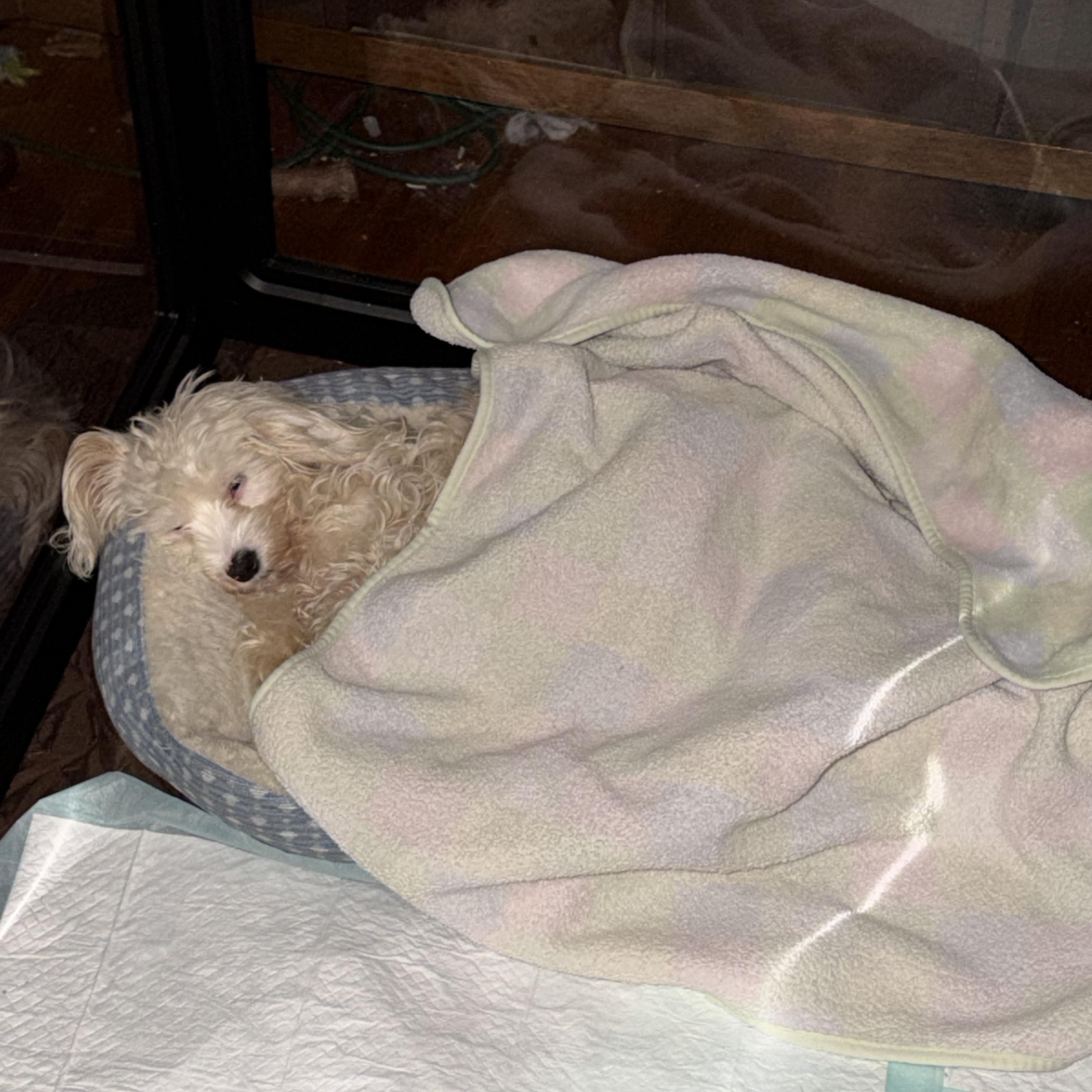 Enlarge Primrose, a ADOPTABLE Cockapoo in Sequatchie, TN image 5/5