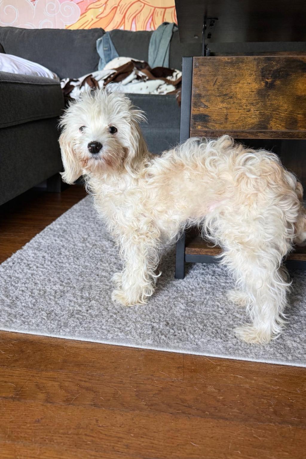 Enlarge Primrose, a ADOPTABLE Cockapoo in Sequatchie, TN image 2/5