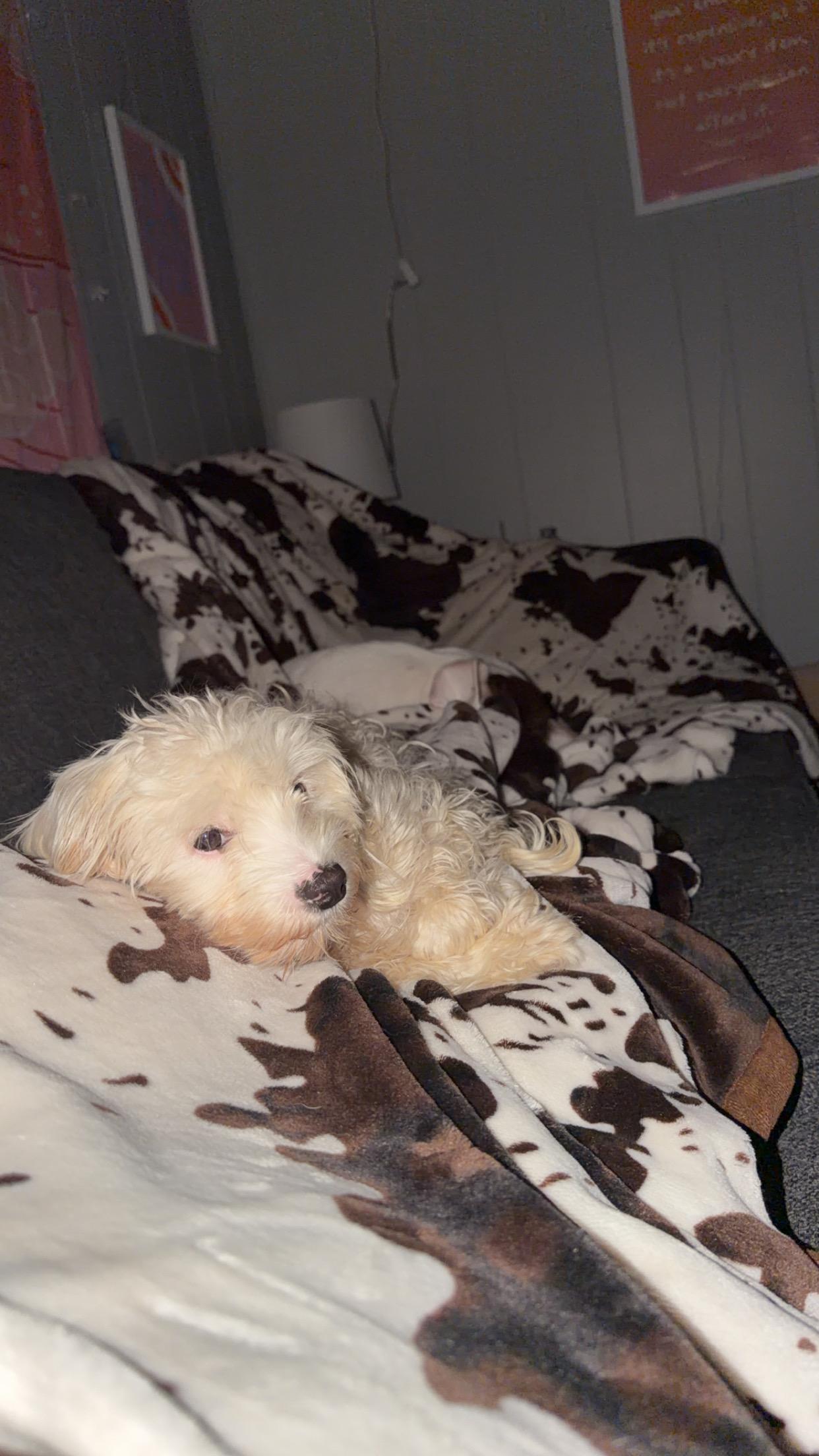 Enlarge Primrose, a ADOPTABLE Cockapoo in Sequatchie, TN image 4/5